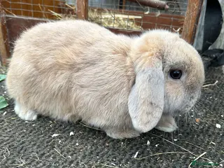Mini Lop rabbits Blue tort mini lop buck - Advert 16