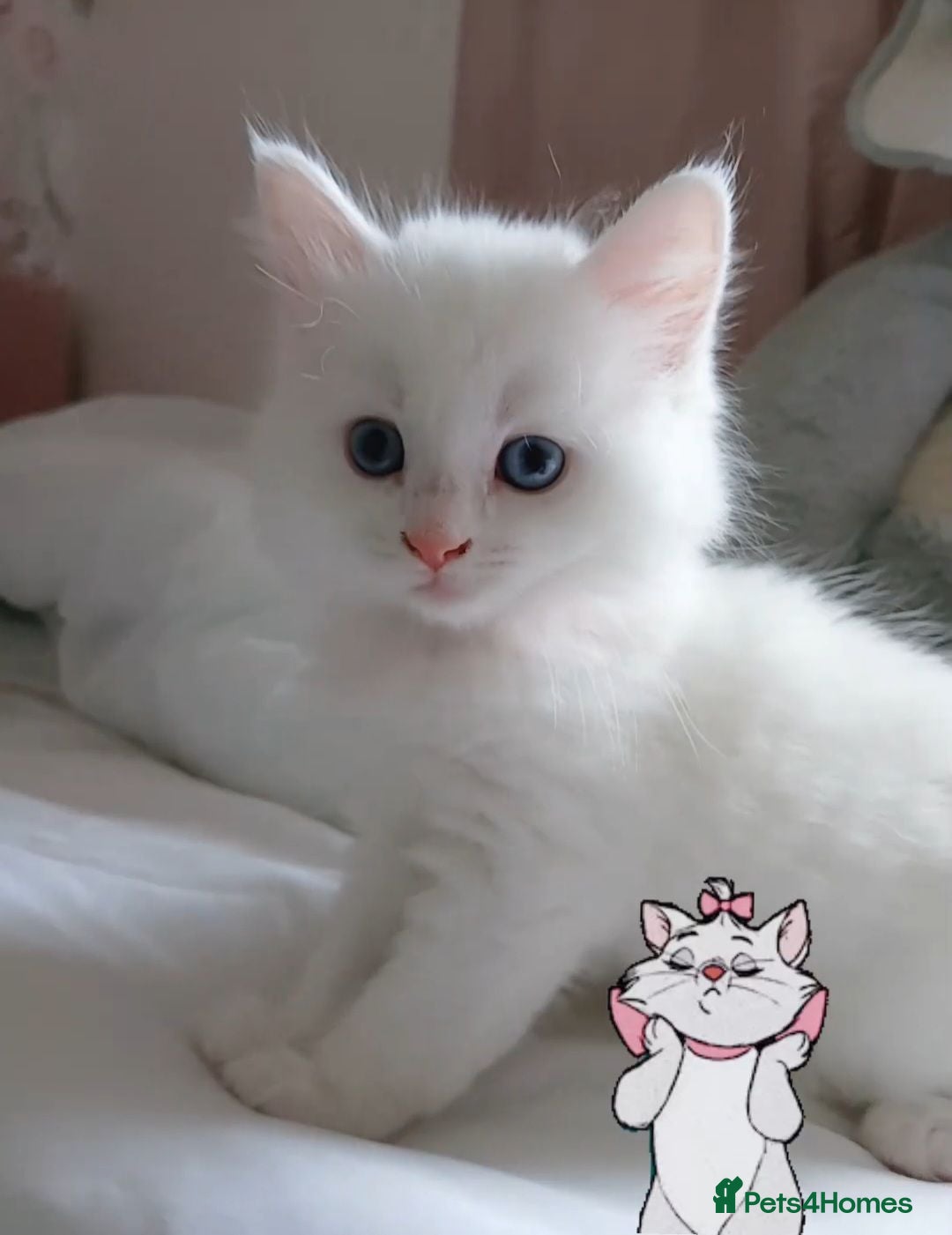 Turkish Angora cats Kitten female Angoradoll - Advert 5