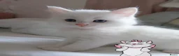 Turkish Angora cats for sale: Kitten female Angoradoll - Advert 1
