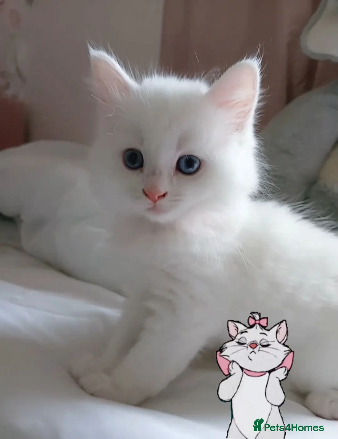 Turkish Angora cats for sale: Kitten female Angoradoll - Advert 1