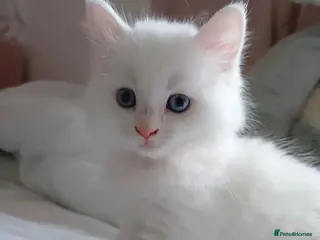 Turkish Angora cats Kitten female Angoradoll - Advert 3