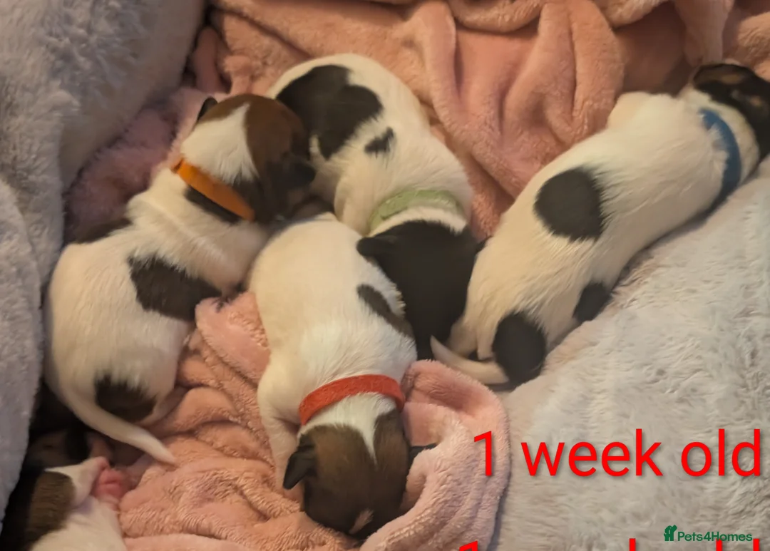 Jack Russell dogs for sale: 🐶 Jack Russell Boys – Ready Monday 23rd Feb🐶 - Advert 8