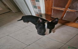 English Bull Terrier dogs for sale: 8 1/2 months old - Image 6