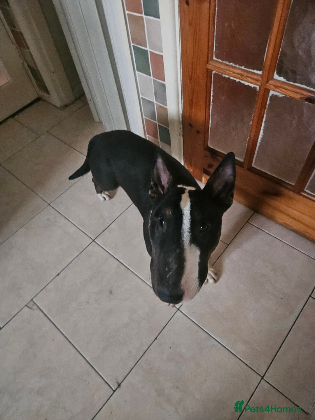 English Bull Terrier dogs for sale: 8 1/2 months old - Image 6