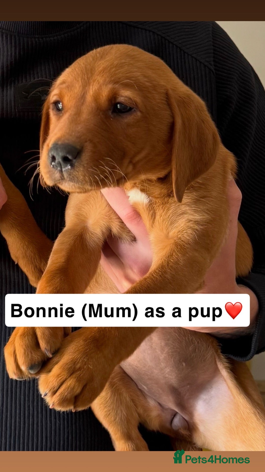 Labrador Retriever dogs Beautiful Litter of Fox Red Labrador Puppies 🦊 🐶 - Advert 2