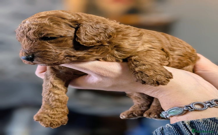 Miniature Poodle dogs - Advert 1
