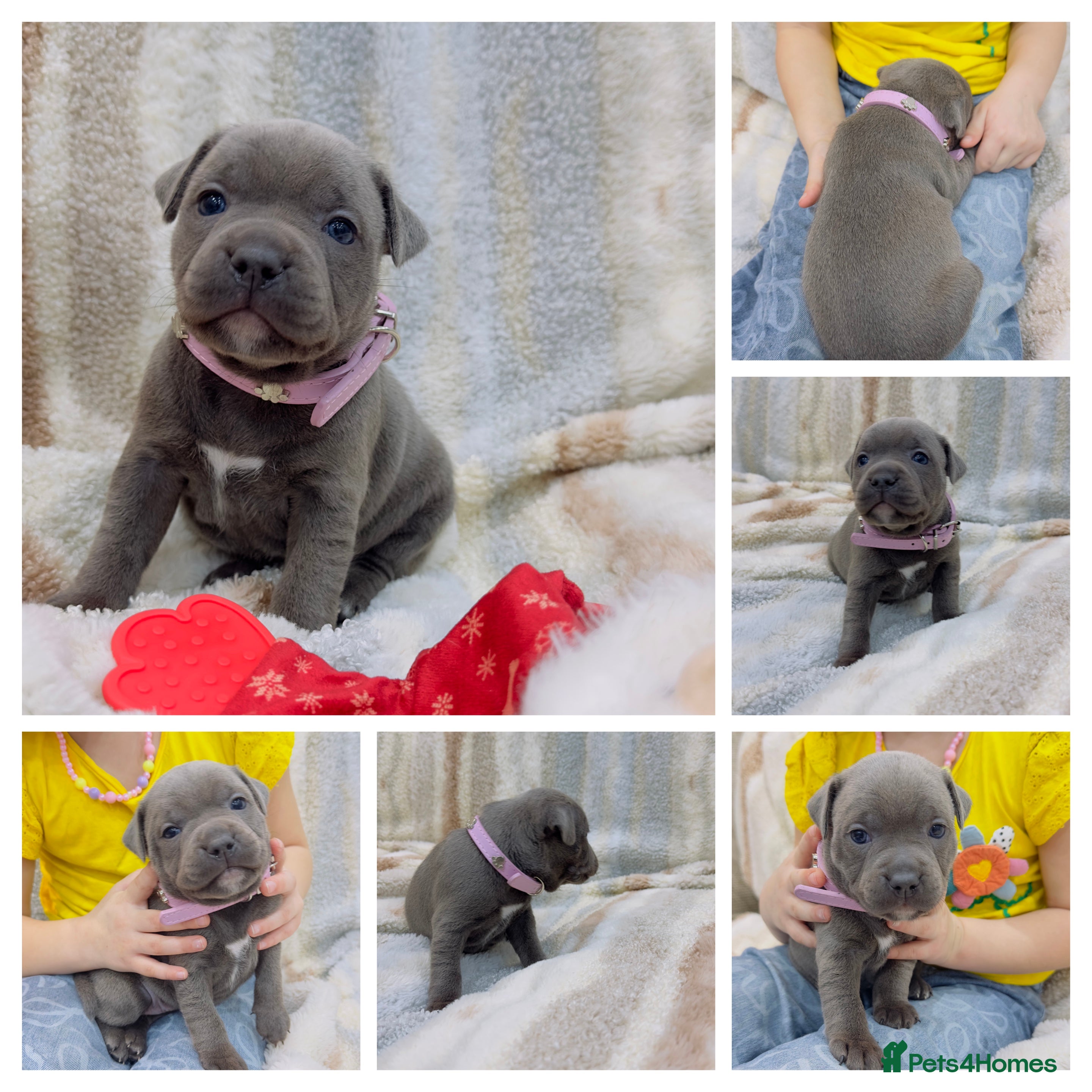 Staffordshire Bull Terrier dogs ✨🥰🐶 KC Registered Staffordshire Bull Terrier  🐾 - Advert 3