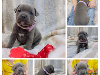 Staffordshire Bull Terrier dogs ✨🥰🐶 KC Registered Staffordshire Bull Terrier 🐾 - Advert 1
