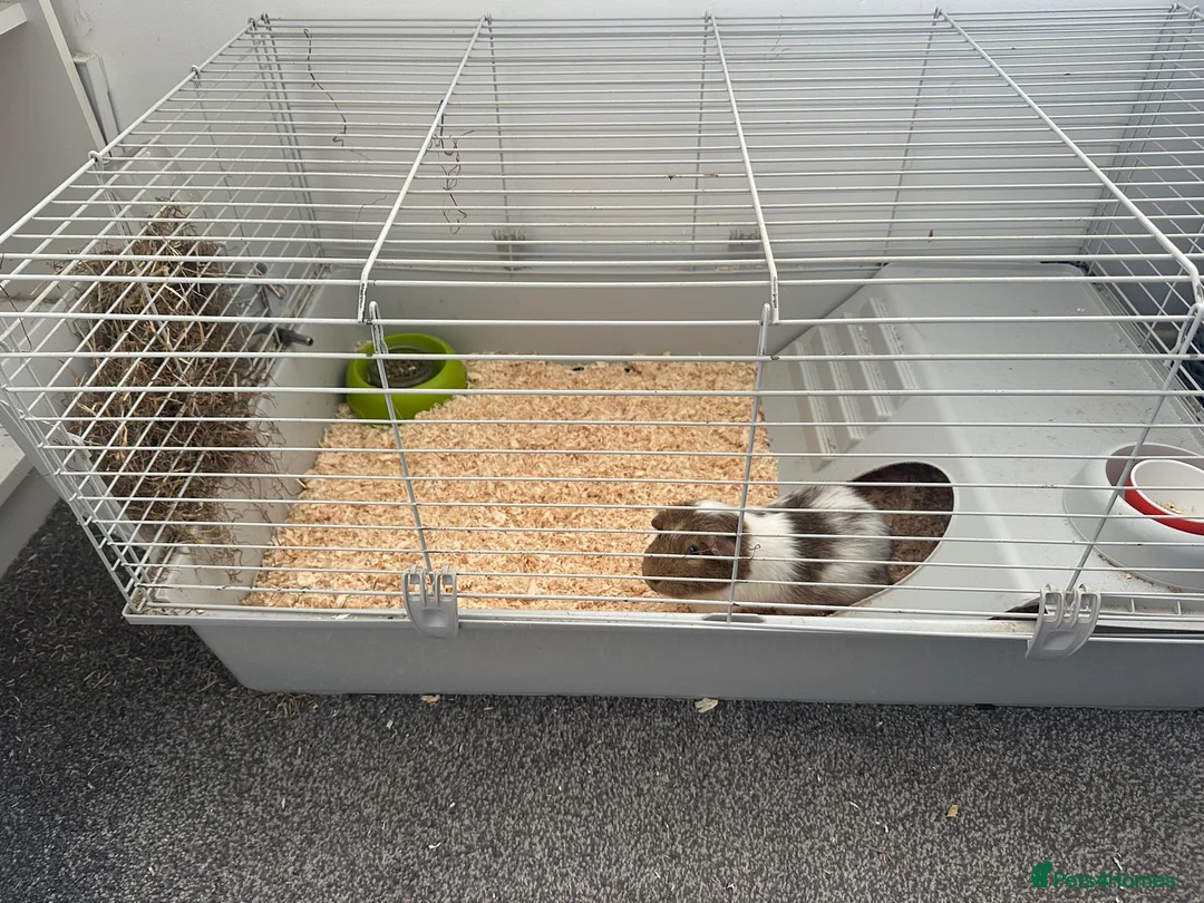 Guinea Pig rodents for sale: Guinea pig  - Advert 3