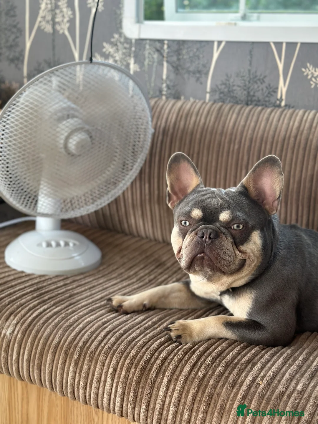 French Bulldog dogs for sale: French Bulldog- experienced adult home only - Advert 1