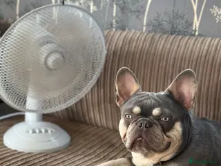 French Bulldog dogs French Bulldog- experienced adult home only - Advert 1