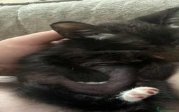 Russian Blue cats for sale: 1 male Russian blue X - Image 3