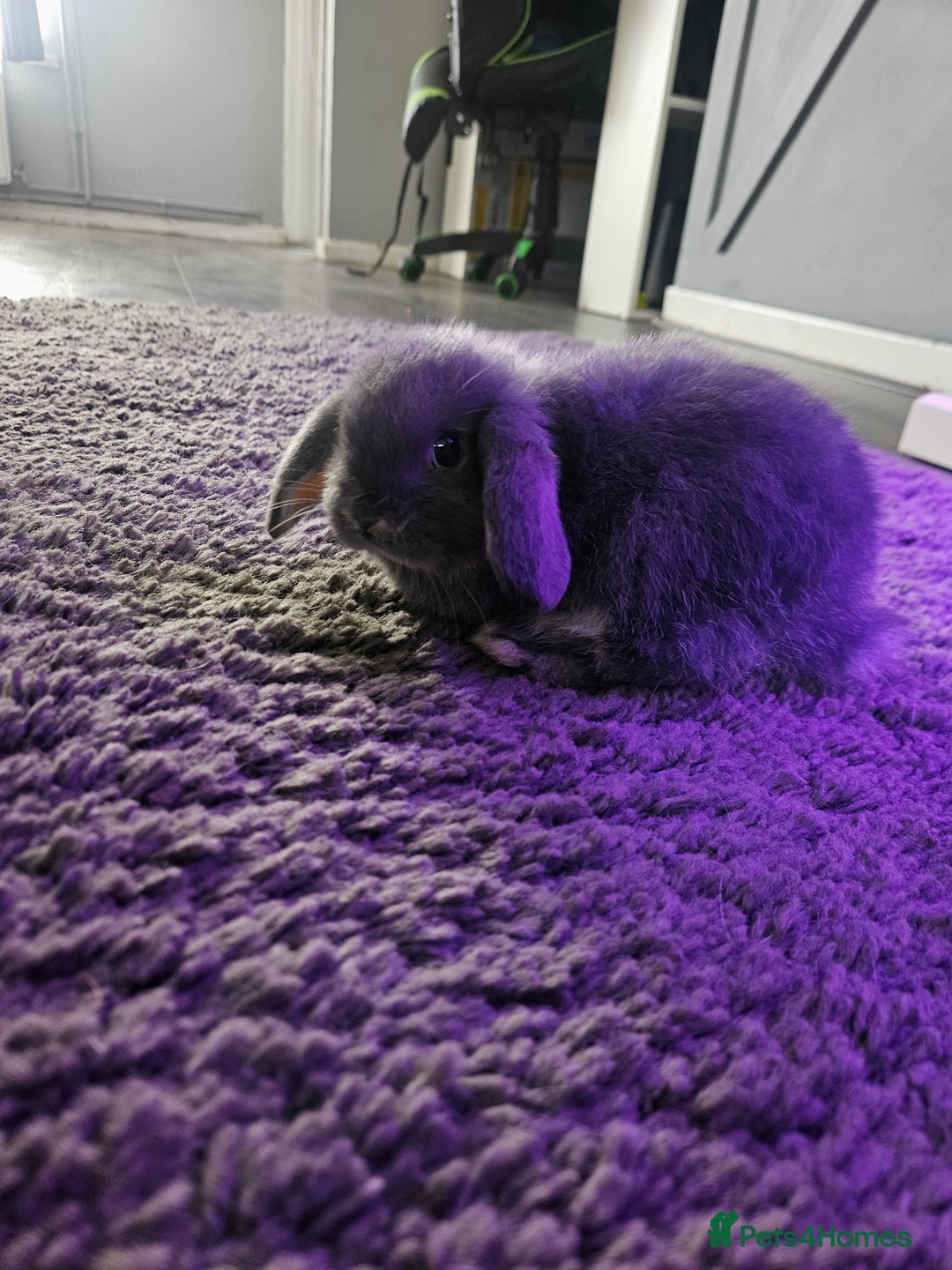 Mini Lop rabbits for sale: Baby min lops  - Image 8