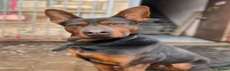 Mixed Breed dogs for sale: Laizhou Hong (Chinese red dog) - Advert 3