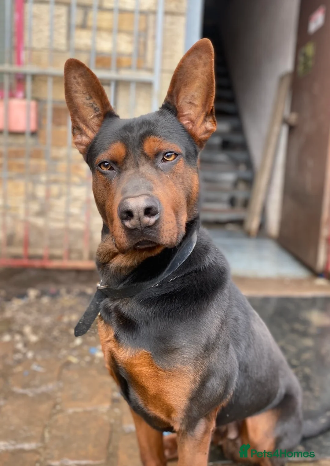 Mixed Breed dogs for sale: Laizhou Hong (Chinese red dog) - Advert 3