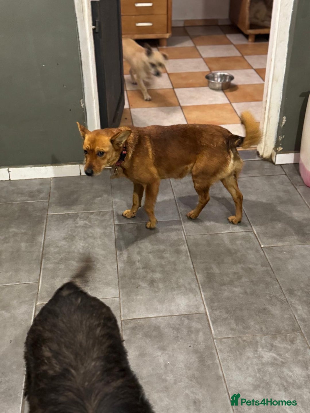 Mixed Breed dogs for adoption: Sweet Poppy Looking For LOVE - Advert 5