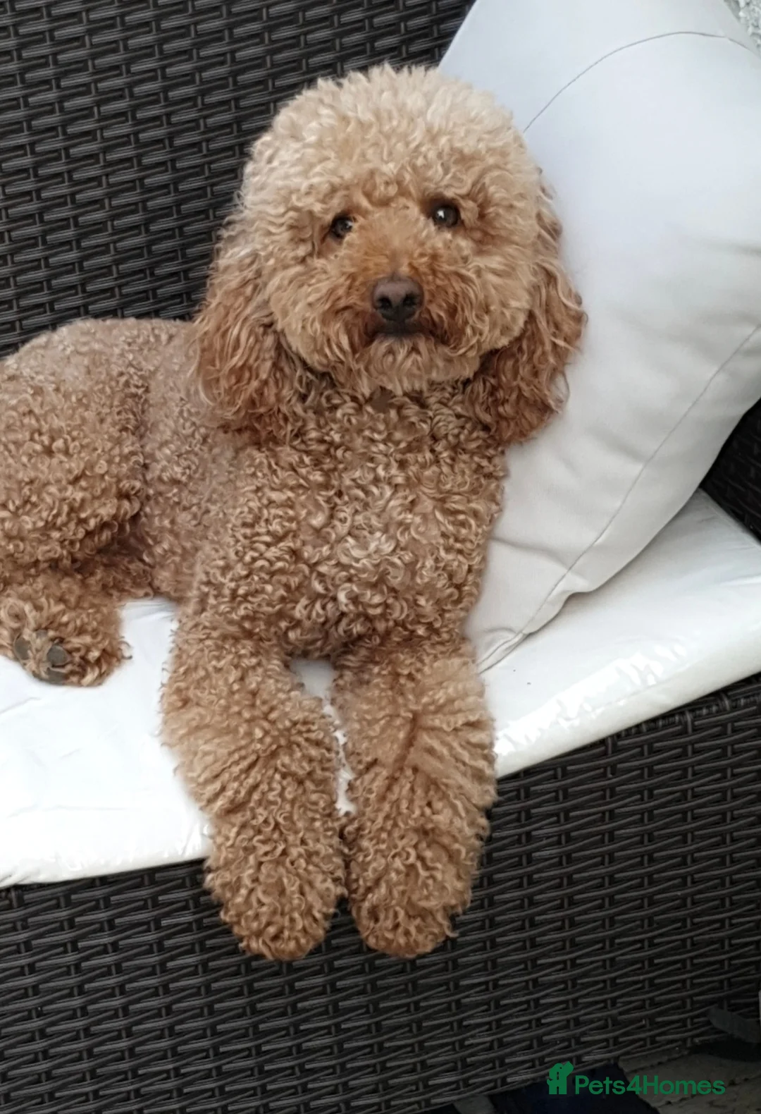 Miniature Poodle dogs for stud: Red Miniature Poodle Stud package Available  in Southampton - Advert 7