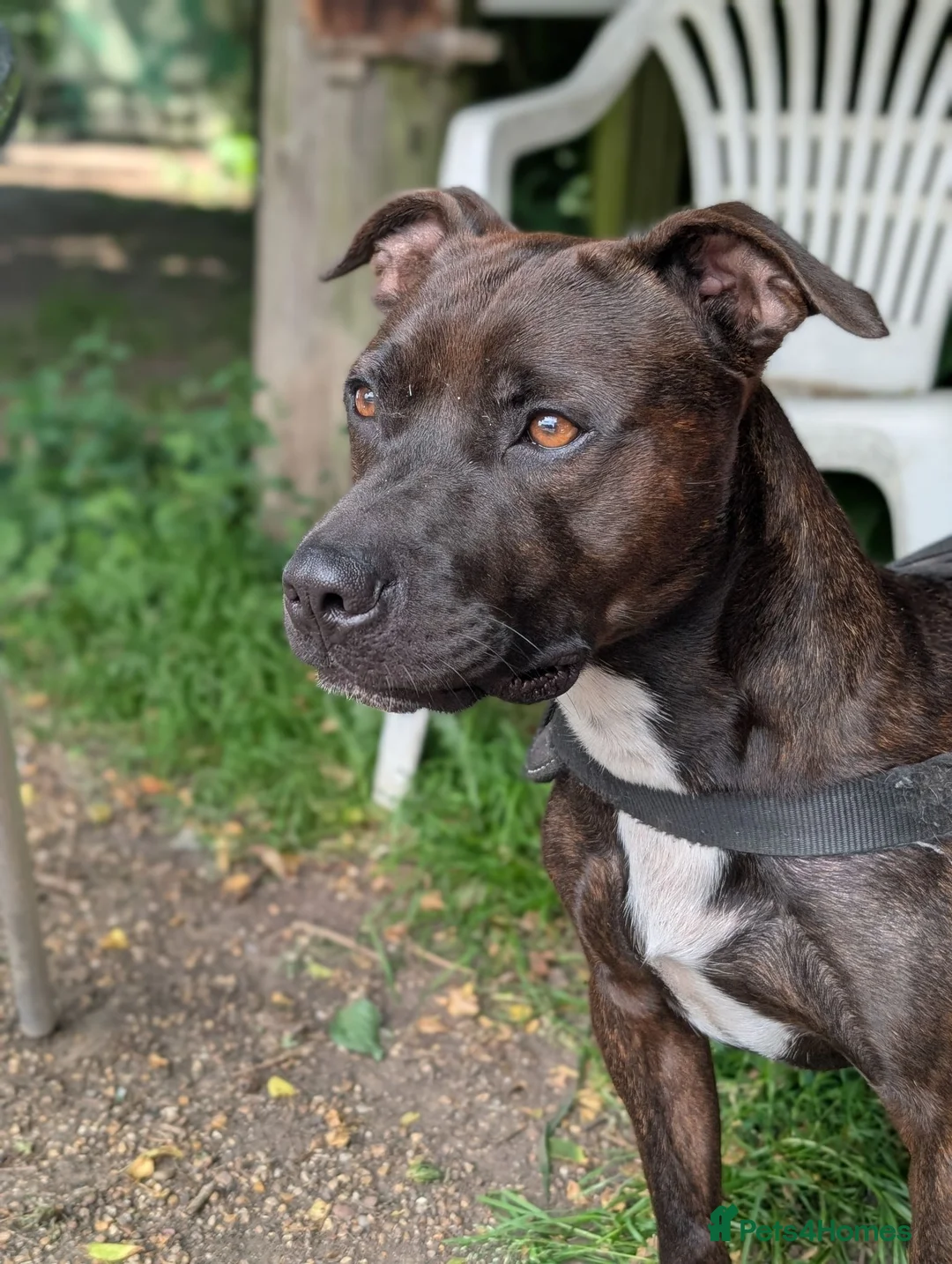 Staffordshire Bull Terrier dogs for sale: Beautiful boy needs a new home - Advert 1