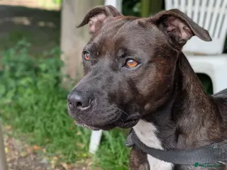Staffordshire Bull Terrier dogs Beautiful boy needs a new home - Advert 4