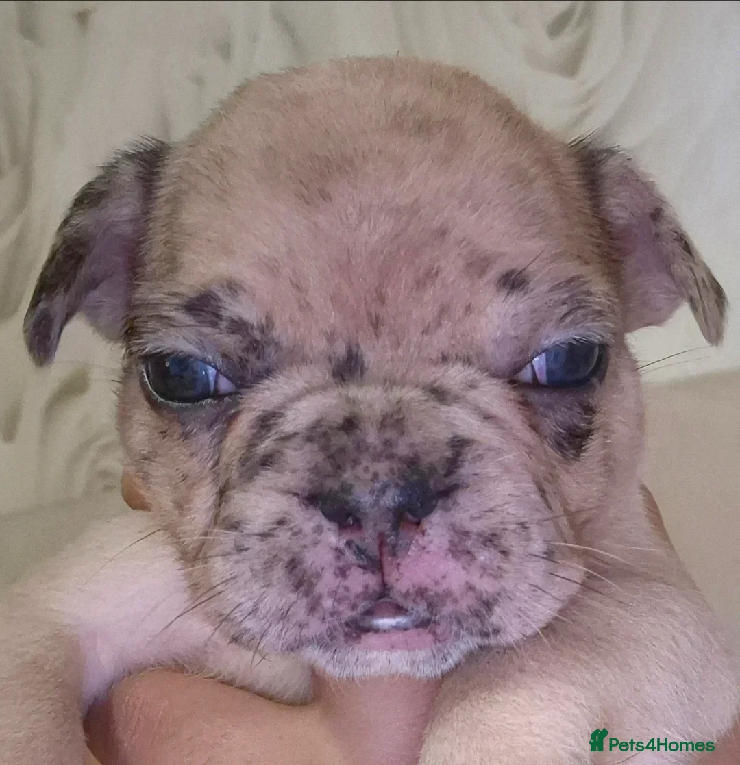 French Bulldog dogs for sale: Stunning litter of frenchies  - Advert 3