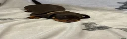 Dachshund dogs for sale: Minatare Dachshund - Advert 21