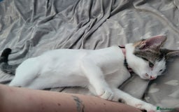 Mixed Breed cats for sale: 2 female kittens  - Image 9