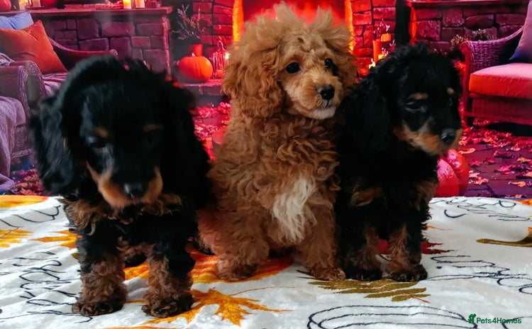 Toy Poodle dogs - Advert 7