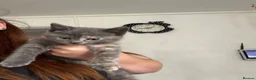 Mixed Breed cats for sale: 2 female kittens  - Advert 6