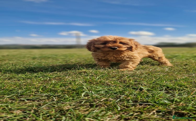 Cavapoo dogs - Advert 1