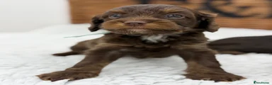 Cavapoo 4