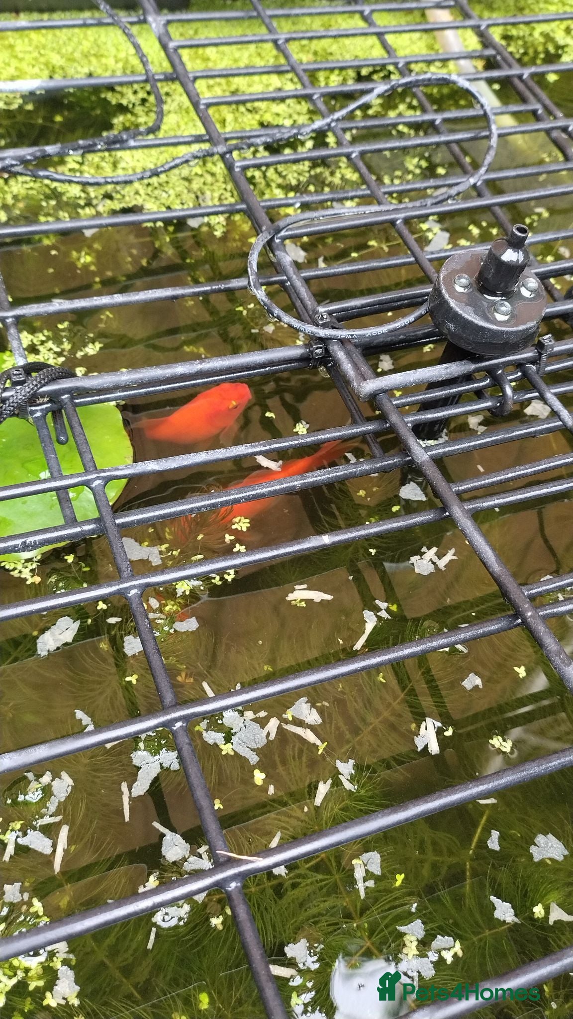 Goldfish fish Goldfish x3 - Advert 14