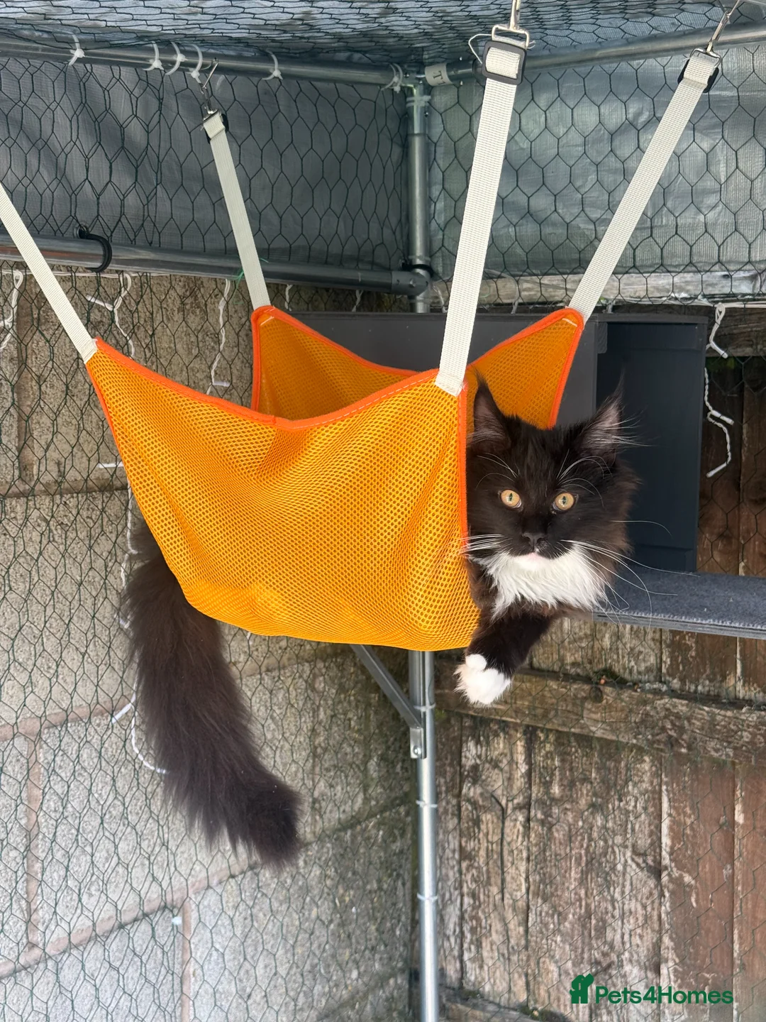 Maine Coon cats for sale: 2 kittens left XL Maine Coon TICA registered  - Advert 2