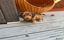 Dachshund dogs for sale: KC Registered Quality Mini Dachshunds long hair  - Image 30