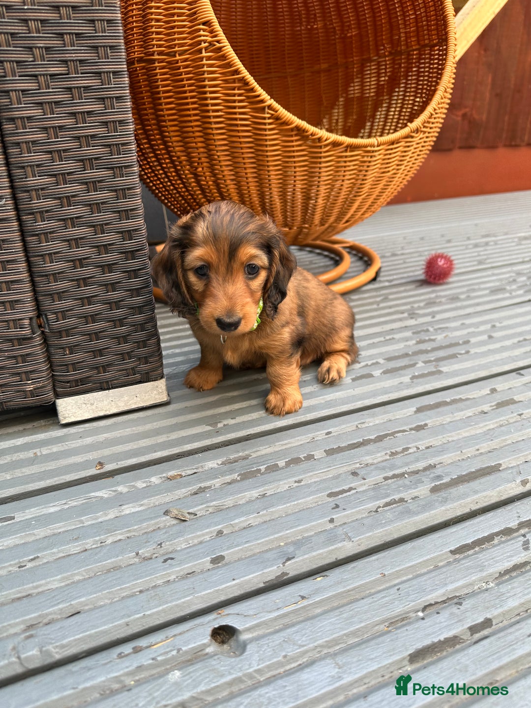 Dachshund dogs for sale: KC Registered Quality Mini Dachshunds long hair  - Image 30