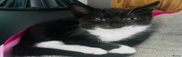 Mixed Breed cats for sale: Beautiful kittens ready for a new home - Advert 9