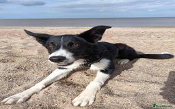 Border Collie dogs for sale: Loving Dog Looking for Her Forever Home  - Image 4