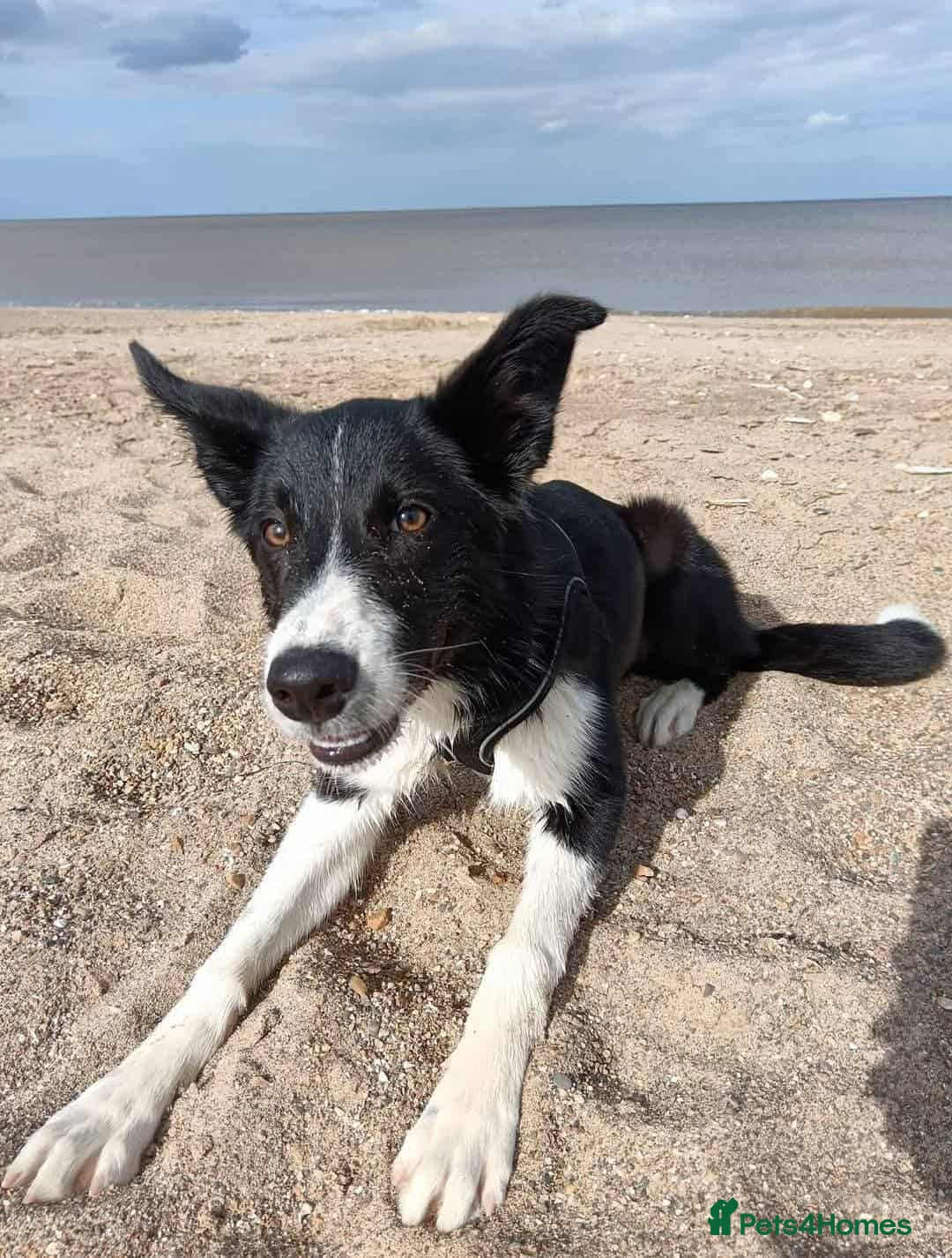 Border Collie dogs for sale: Loving Dog Looking for Her Forever Home  - Image 4