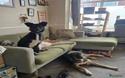 Mixed Breed dogs for adoption: Zorro for adoption - Image 7