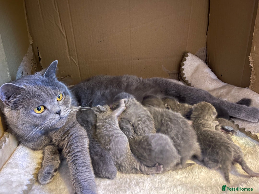 British Shorthair cats for sale: CHUNKY CHAMPION LINE BRITISH BLUE SHORTHAIR KITTEN - Advert 9