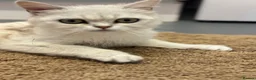 Persian cats for sale: Miss  in Hatfield - Advert 2