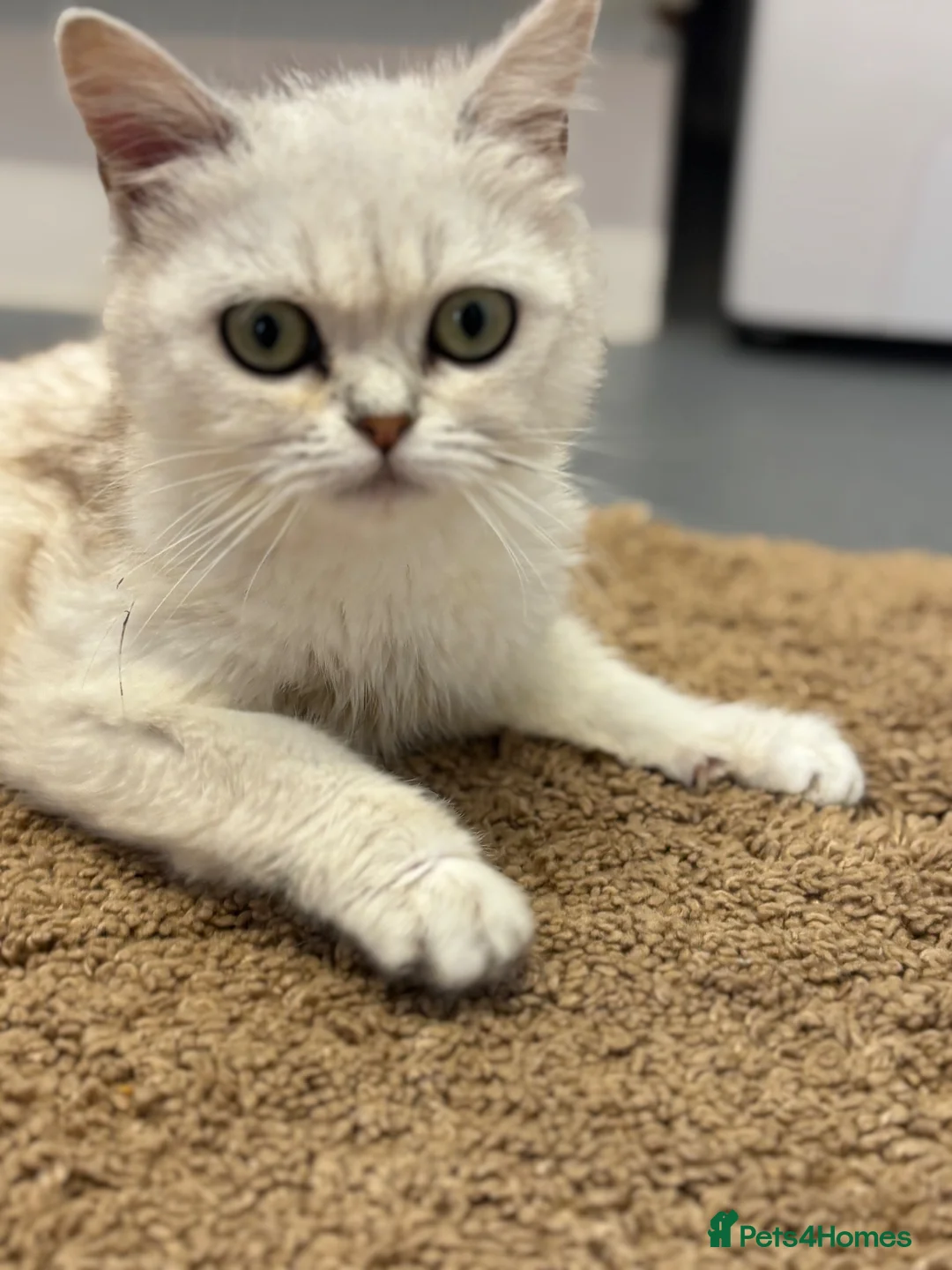 Persian cats for sale: Miss  in Hatfield - Advert 2