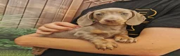 Dachshund dogs for sale: KC miniature smooth haired DNA tested dachshunds  - Advert 1