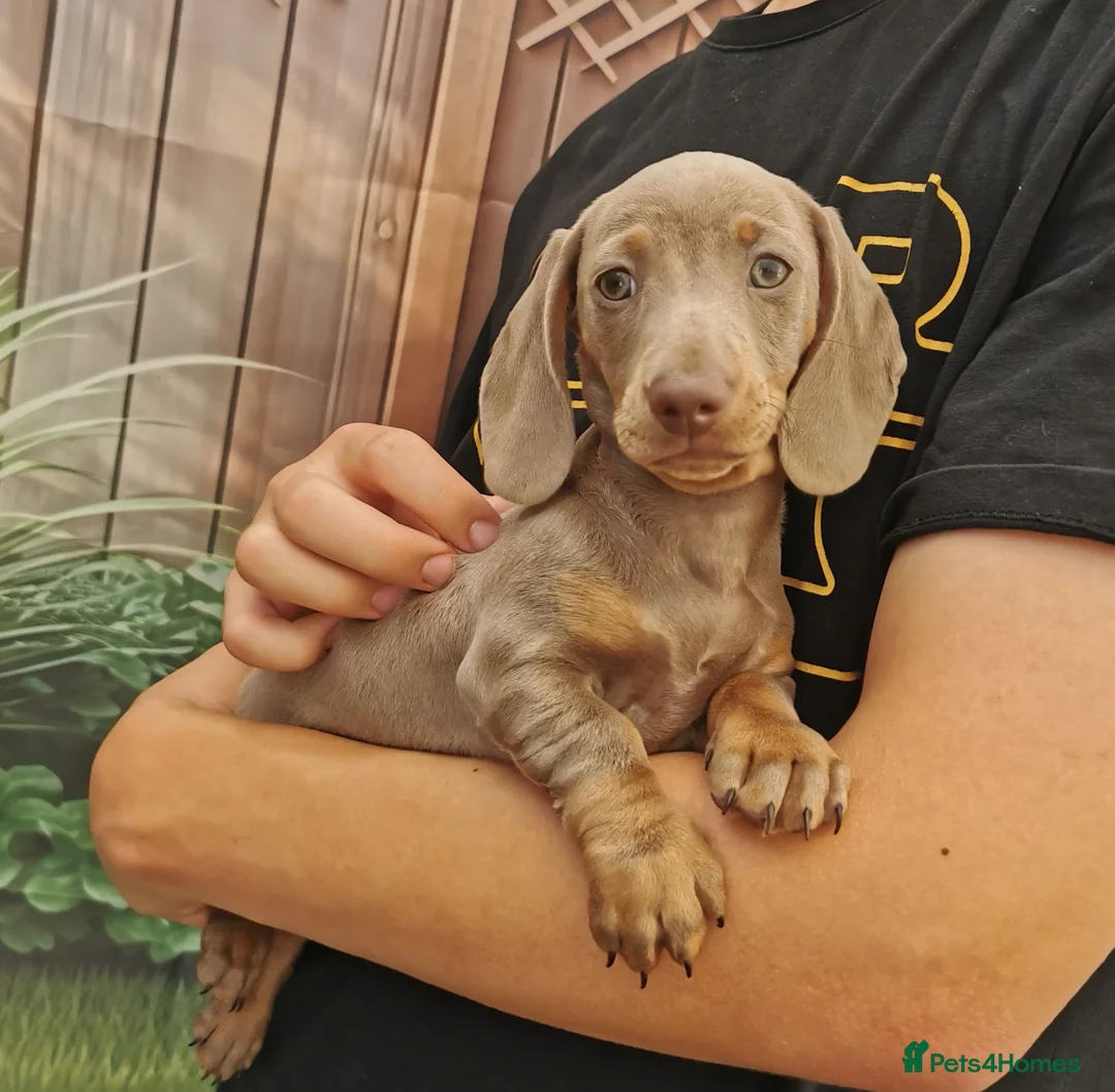 Dachshund dogs for sale: KC miniature smooth haired DNA tested dachshunds  - Advert 1