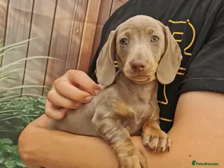 Dachshund dogs KC miniature smooth haired DNA tested dachshunds - Advert 2