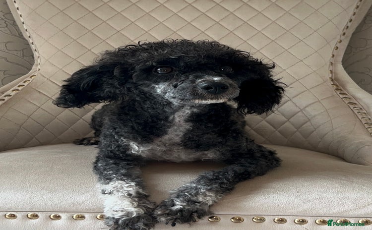 Toy Poodle dogs - Advert 1