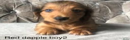 Miniature Dachshund dogs for sale: Miniature long haired dachshund puppies - Advert 7