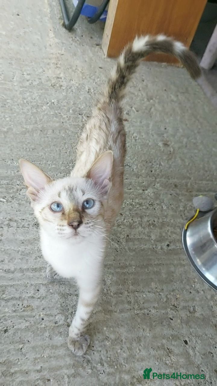 Bengal cats Snow Lynx and Snow Mink Bengal Kittens TICA - Advert 16