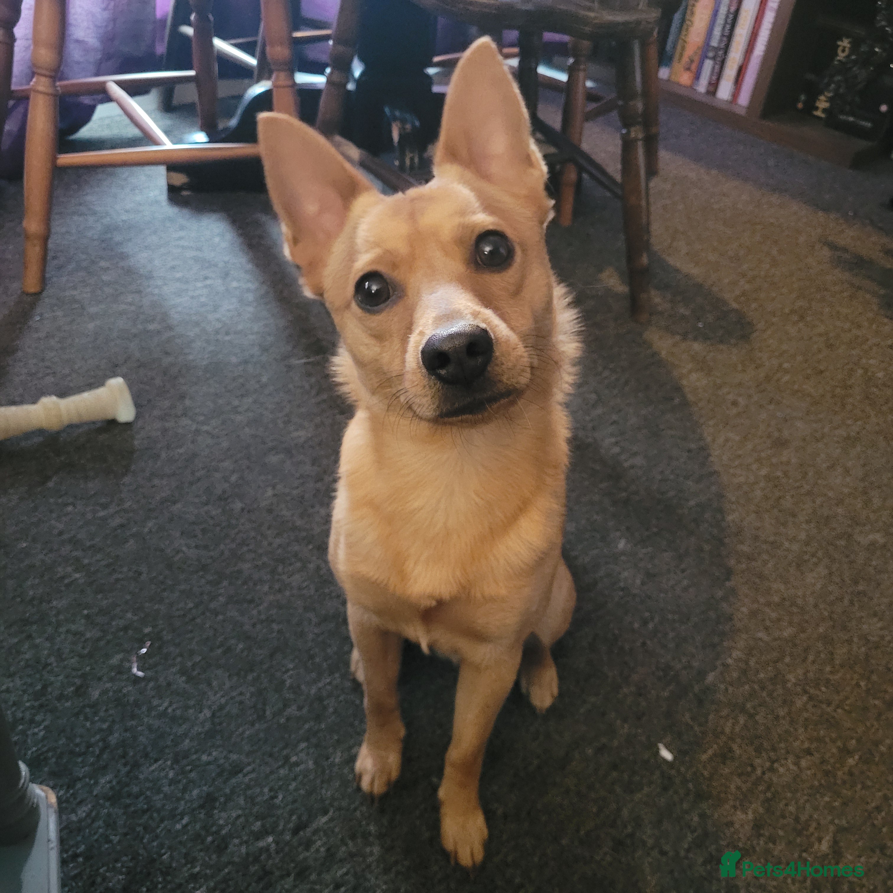 Mixed Breed dogs Jack/Pom/Chi Puppy Crossbreed for sale - Advert 2