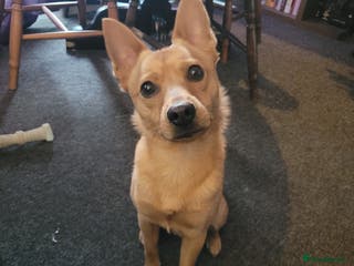 Mixed Breed dogs Jack/Pom/Chi Puppy Crossbreed for sale - Advert 10