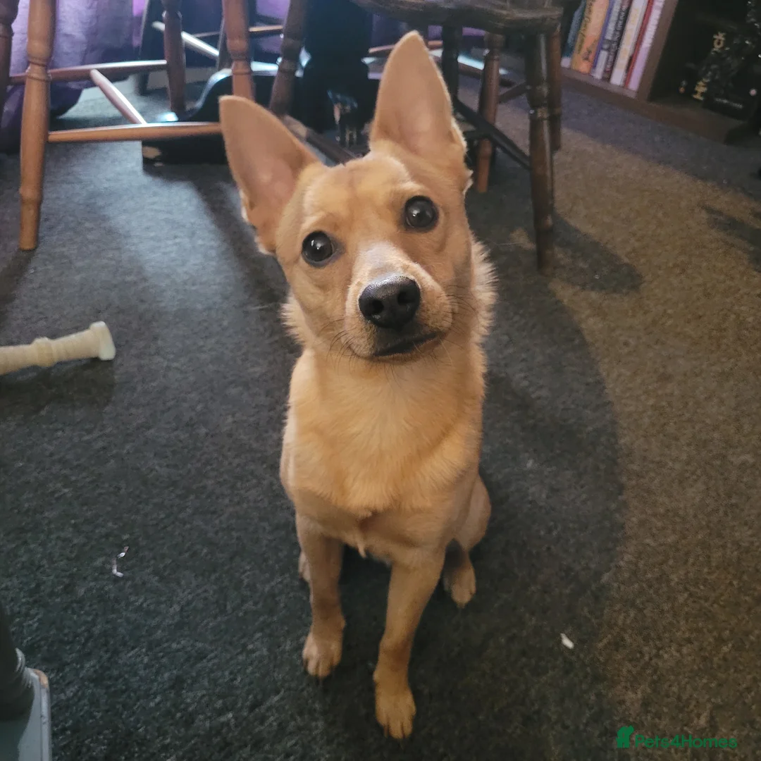 Mixed Breed dogs for sale: Jack/Pom/Chi Puppy Crossbreed for sale - Advert 1